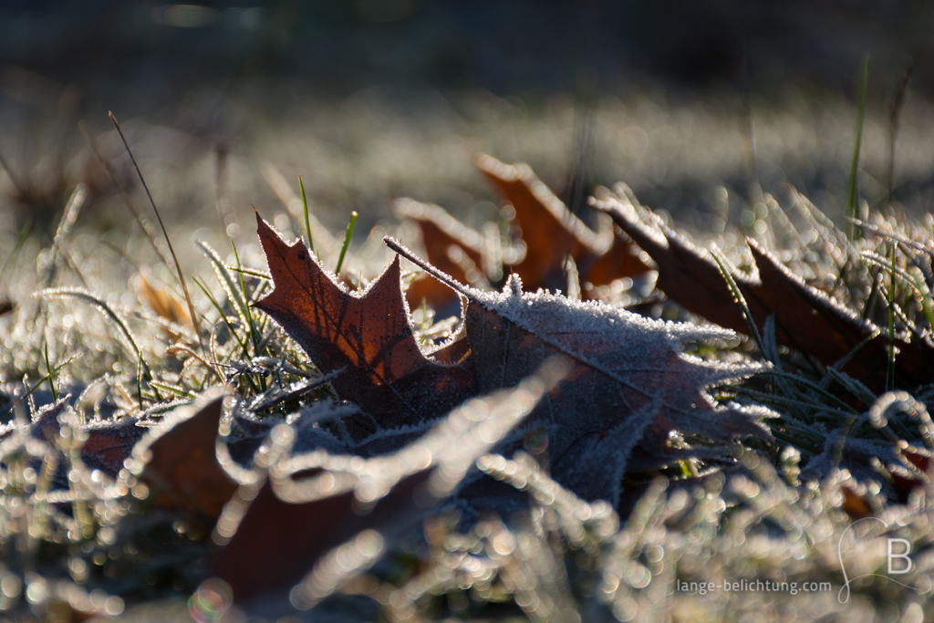 Einige Ahornblätter liegen auf der Wiese und sind überzogen von feinen weißen Raureif-Kristallen. Durch die Sonne glitzern sie.