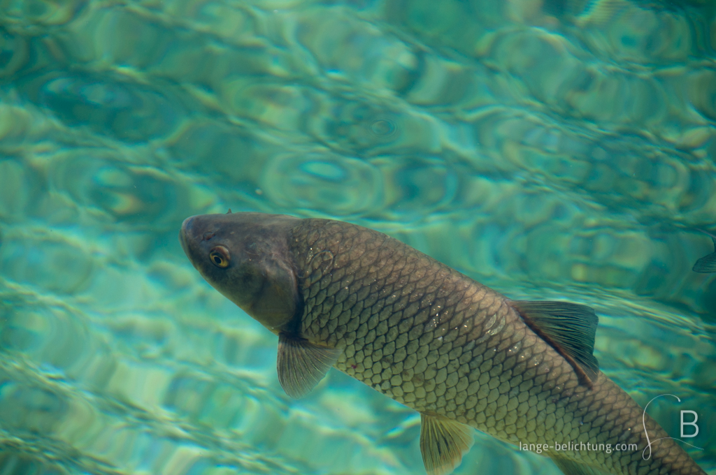 Der Fisch Ein Döbel (Karpfenart) schwimmt im glasklaren türkisen Wasser der Plitvitzer Seen in Kroatien. Durch die Wellen bricht das Licht vom Grund mysteriös.