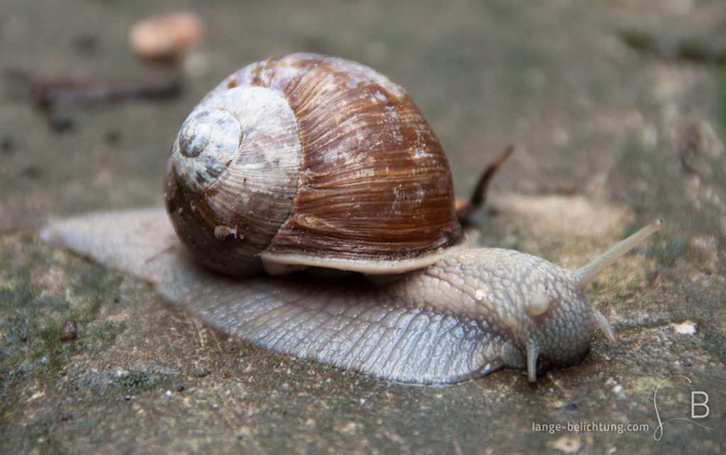 Eine Schnecke kriecht nach einem Regenguss gemächlich über einen steinigen Weg.