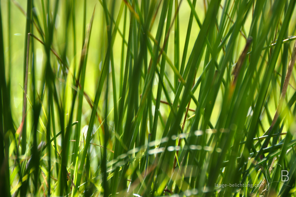 Nahaufnahme von wild wachsenden Gräsern. Die Gräser im Vordergrund und im Hintergrund sind dabei bewusst unscharf gemacht.