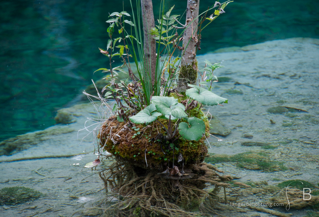 Grüne Insel im Wasser Mitten in einem kristallklaren See wächst ein Strauch. Die Wurzeln sieht man am Grund des Sees wachsen. Am Fuß des Strauches wachsen Moose, Gräser und andere kleine Pflanzen.