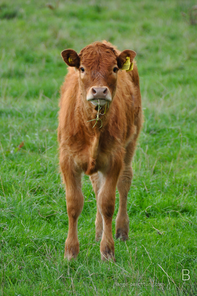 Ein Jungbulle fühlt sich auf einer grünen Wiese beim Fressen ertappt. Ein paar Grashalme hängen ihm aus dem Maul, während er direkt in die Kamera schaut.