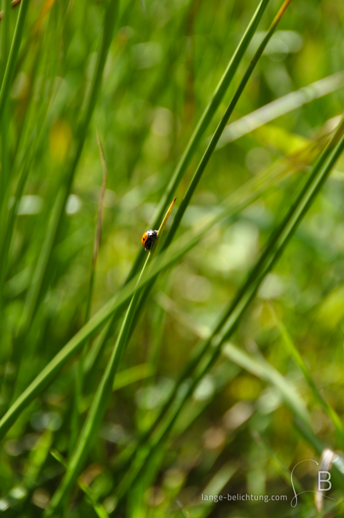 Ein Marienkäfer ist einen Grashalm bis an die Spitze hochgeklettert. Durch die Nahaufnahme entsteht im Hintergrund ein schönes Bokeh der übrigens Gräser.