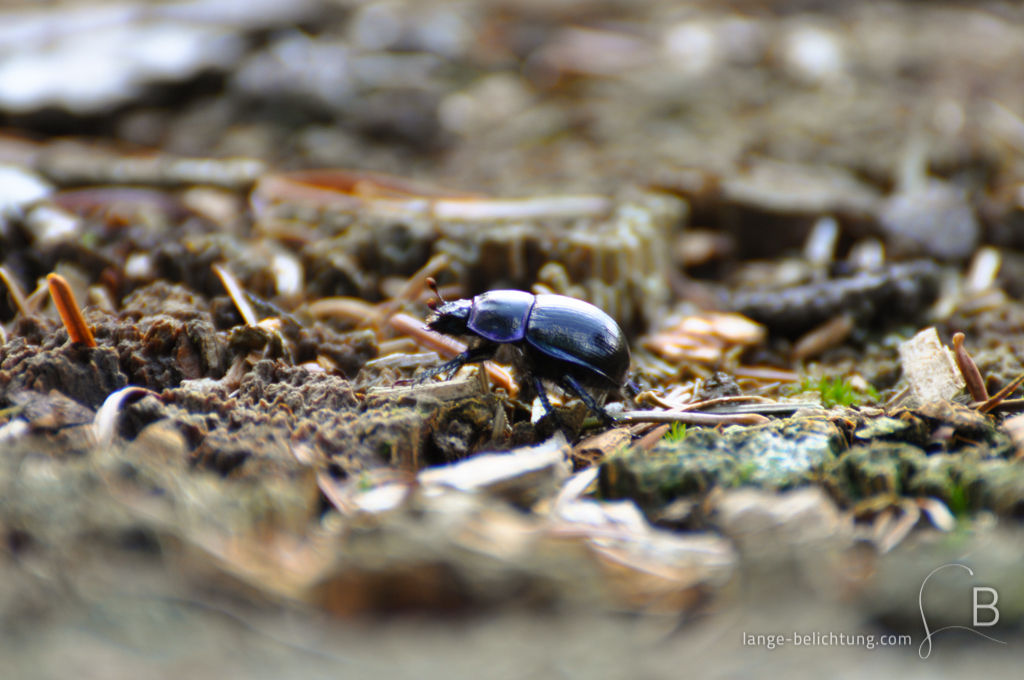 Ein schwarzer Mistkäfer, der bläulich schimmert läuft über Holzsplitter, Sand und Waldboden. Der Vordergrund under Hintergrund zeichnen ein starkes Bokeh.