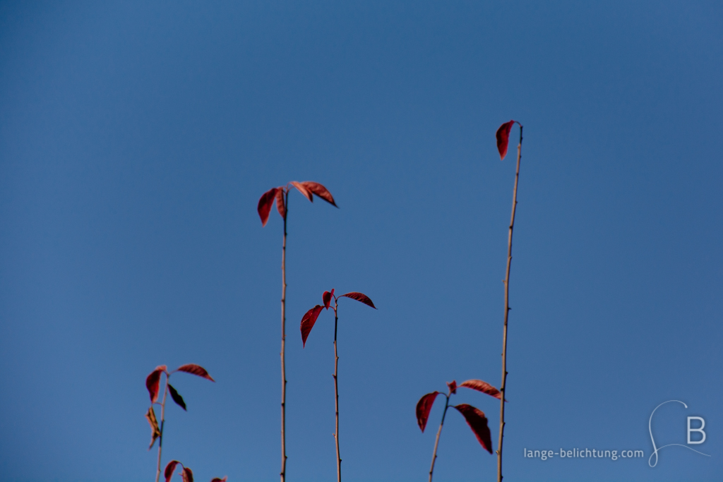 An einem Strauch hängen noch letzte rote Blätter im Herbst dran. Fünf Äste mit nur einer Handvoll Blättern wachsen in den blauen wolkenlosen Himmel.