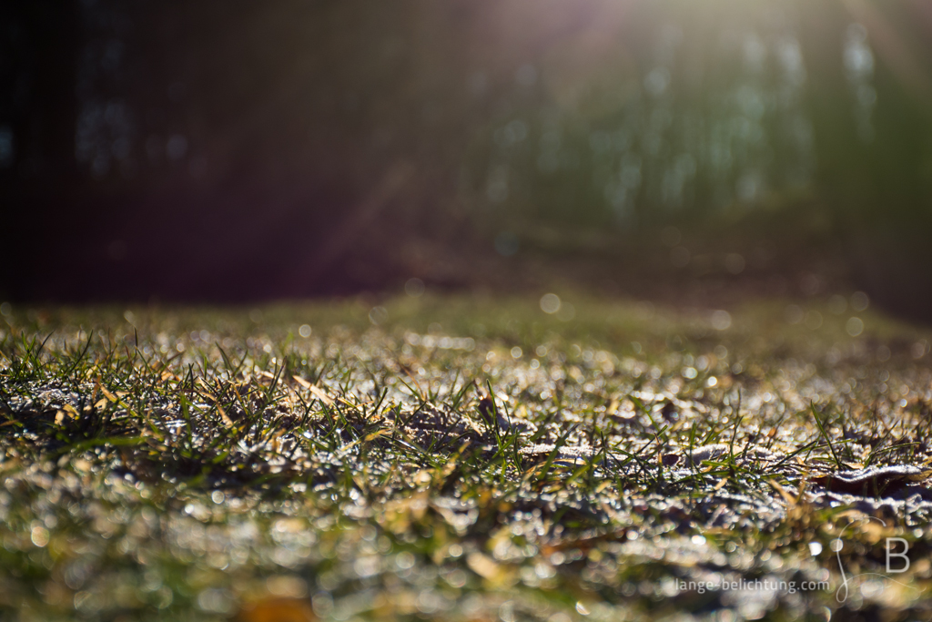 Die Wiese und das Gras sind feucht von der Nacht. Die Wintersonne wärmt nur noch ein bisschen. Durch die Gegenlichtaufnahme wird eine schöne und warme Linsenreflexion erzeugt.