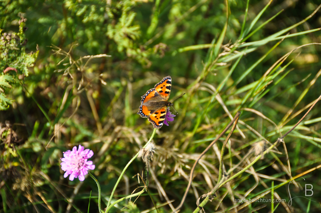 Ein Schmetterling (kleiner Fuchs) sitzt auf einer violetten Blüte und saugt Blütennektar mit grünen Gestrüpp.