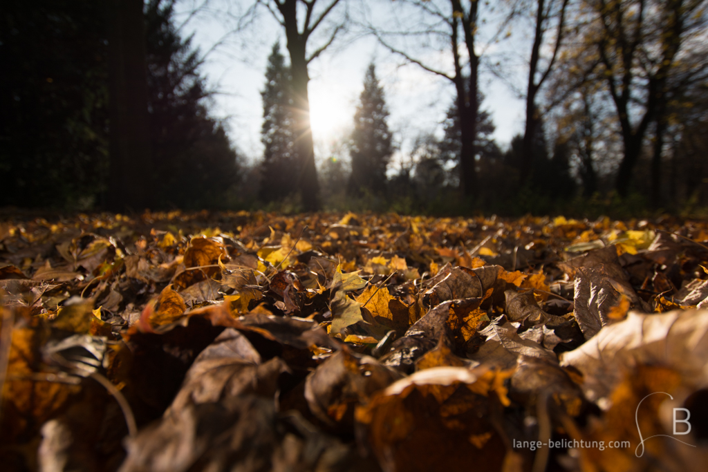 Der Boden ist bedeckt mit Laub der umherstehenden Ahornbäume. Durch die Tannen scheint die Sonne, während das Laub in goldenen Herbstfarben am Boden leuchtet.