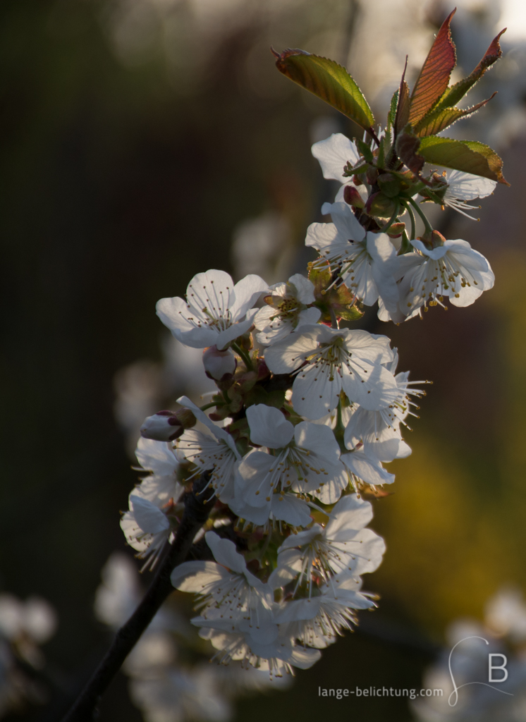 Die weißen Blüten eines kleinen Baumes blühen, während an der Spitze des Astes schon die ersten kleinen rot grün gefärbten Blätter zu sehen sind.