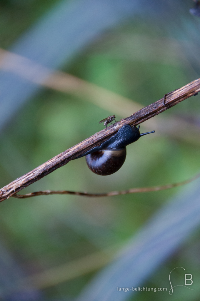 Eine Schnecke kriecht an der Unterseite eines Astes, während auf der gegenüberliegenden Seiten eine kleine Fliege sitzt.