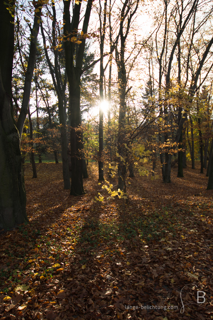 An einem sonnigen Herbsttag scheint die Sonne durch die fast schon kahlen Bäume. Lange Schatten fallen auf den mit braunem Laub bedeckten Boden.