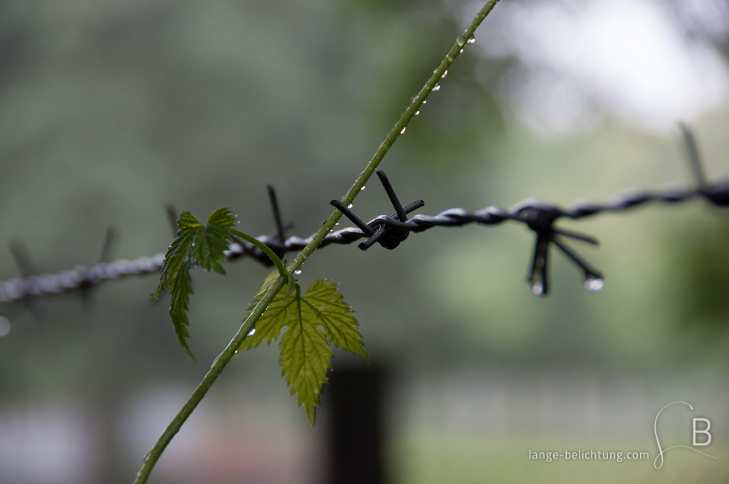 Ein junger Hopfenzweig wächst über einen Stacheldraht-Zaun hinaus. Am Hopfen und am Stacheldraht hängen Regentropfen.